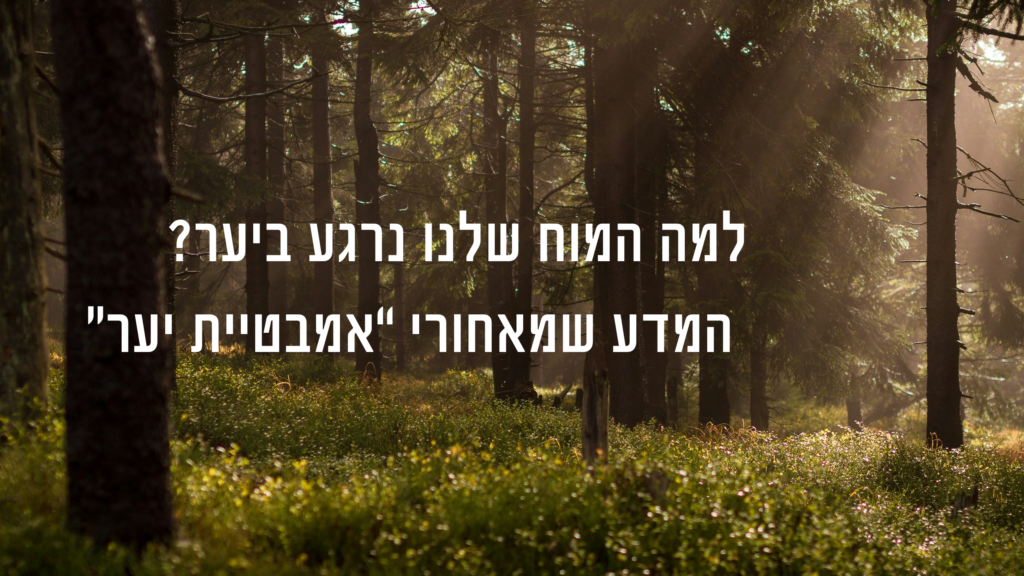 למה המוח נרגע כשאנחנו ביער